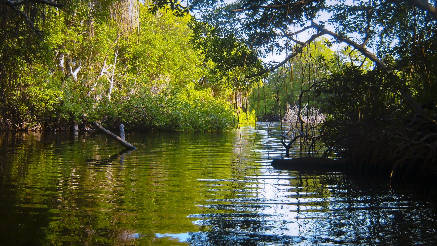 Guianan Freshwater Swamp Forests One Earth